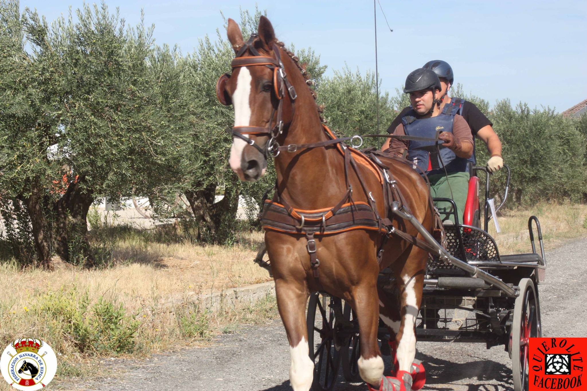 Olite acogió el Campeonato Navarro de Enganches